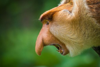 A Proboscis monkey warning another group not to get too close.