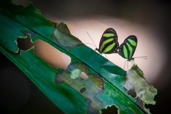 Zwei sich paarende Zebraschmetteringe (heliconius charithonia).