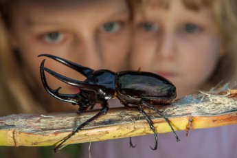 Amelie und Smilla bestaunen einen Nashornkäfer, den unser Guide aus dem Gebüsch gefischt hat.