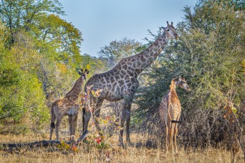 Only a few meters behind the Punda Maria Gate, an entrance to the Klrüger National Park, I meet a giraffe mother with her calves.