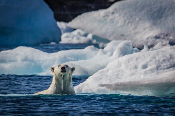 Cape Mercy, Baffin Island: Ein kräftiges Eisbärmännchen.