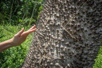 Hier sollte man sich nicht anlehnen: Der Sandbüchsenbaum ist nicht nur stachelig, unter der Rinde verbirgt sich ein sehr toxischer weißer Milchsaft, der von Fischern als Fischgift genutzt wurde.