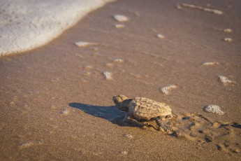 The Kanaks honor the sea turtle and call it 'Bwärä' - keeper of life. (Photo by Bwärä Foundation).