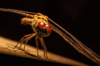 Der ‘Dschungel-Helikopter': Die allgegenwärtige Libelle. 

