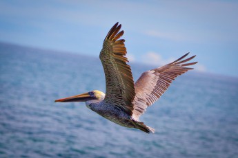 Cahuita. Ein Braunpelikan (Pelecanus occidentalis) erhebt sich in die Luft.