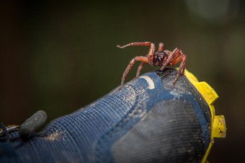 Am Morgen der ersten Dschungelexkursion. Bevor ich meine Schuhe anziehe, klopfe ich sie sicherheitshalber aus. Bissige Insekten könnten sich darin heimisch gemacht haben. Diese Spinne läuft mir über meine Finger und bezieht Kampfstellung.
