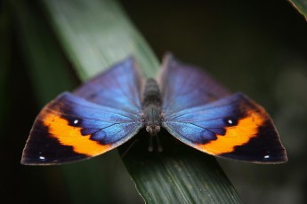 Der wunderschöne Schmetterling namens 'Indian Leaf' (Indisches Blatt). Wenn Sie ihn von der Seite - bei geschlossenen Flügeln - betrachten, dann ist er perfekt - wie ein Blatt eben - getarnt.
