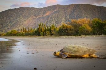 After laying eggs on the strictly protected beach, a loggerhead turtle (Careta careta) returns to the protective seawater. (Thanks to Bwära for the photo)