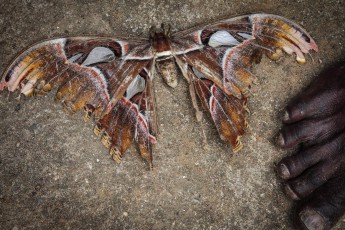 The Atlas Moth has up to 30 cm wingspan and is the world's largest moth - and often mistaken for a bird. They die after 4 days only - as this specimen near Ella.