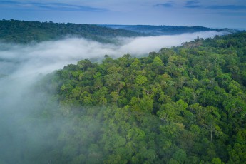 Frühmorgens über dem endlosen Regenwald nahe des Ortes Presidente Figueiredo. Die lauten Rufe der Tüpfelguane und Brüllaffen schallen über die Baumwipfel.

