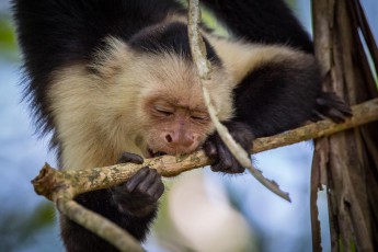 It is amazing to watch Capuchin monkeys jumping quickly and precisely from tree to tree. At mealtimes they sometimes use their tail as a holding rope.
