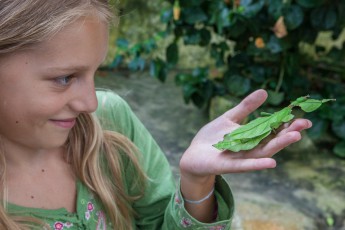 My daughter Amelie with a walking leaf on her hand. Above her forefinger and middle finger the head, eyes and mouth parts of the absolutely fascinating insect are visible.