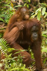 Now it gets exciting: An orangutan mother and her young appear suddenly. Nothing separates us from them. Just stay calm.