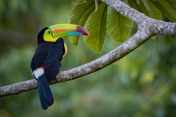 Im Gegensatz zum vielfarbigen Schnabel sind die Laute des Regenbogentukans recht eintönig. Häufig werden sie mit dem Quaken eines Frosches verglichen.