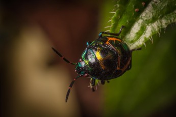 Ein unbekannter Käfer.
