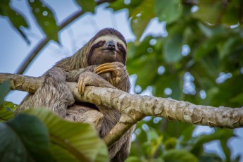 Hier blicken wir auf einen wandelnden Biotopen: Im Fell vom Dreifingerfaultier wachsen nicht nur Algen, sondern es leben auch Motten, Kakerlaken, Käfer sowie bis zu 40 weitere Tierarten darin.