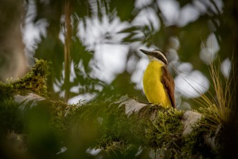 Selva Bananito: A great kiskadee in the early morning.