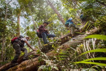 Bei der Dschungeldurchquerung dienen uns umgestürzte Bäume als natürliche Brücken.

