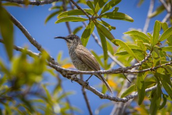 Endemic to New Caledonia, the Barred honeyeater (Glycifohia undulatus) feeds on the pollen of the flowers, which it can suck up thanks to its curved beak and pencil-like tongue.