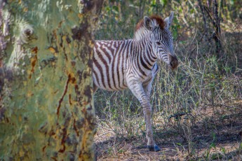 Ein Elefant schreckt dieses junges Zebra auf, welches im dichten Gras ein Nickerchen abgehalten hat. Es stapft zu uns herüber und schaut uns verloren an. "Es sucht seine Herde", sagt Bruce "das Kleine ist gerade mal drei, vier Monate alt". Langsam trabt es weiter und verschwindet im Gebüsch. Viel Glück, kleines Zebra.

