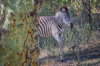 An elephant frightens this young zebra, which took a nap in the dense grass. It trudges over to us and looks at us lost. "It's looking for its herd," says Bruce, "the little one is just three or four months old." Slowly it trots on and disappears into the bushes. Good luck, little zebra.