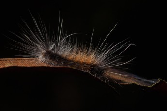 An unknown caterpillar.