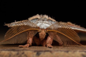 We have guests at dinner. This time a Japanese oak silk moth.