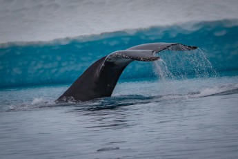 Die große Schwanzfluke der Buckelwale ist eingekerbt und hat an der Unterseite eine für jeden Wal einmalige Pigmentierung. Das ist der Fingerabdruck der Buckelwale. Dadurch können Experten tausende von Buckelwalen unterscheiden und wiedererkennen.