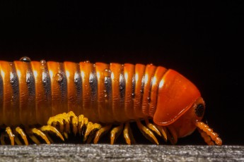A centipede after a rain shower.