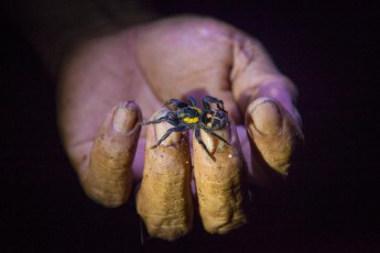 The hand of the jungle guide Samuel serves a young tarantula as a nocturnal catwalk.
