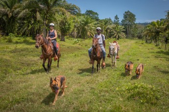 Gemeinsam mit Anselmo erkunden wir Selva Bananito auf dem Pferderücken. Ein herrliches Naturerlebnis! Jürgens Schäferhunde schließen sich uns an.
