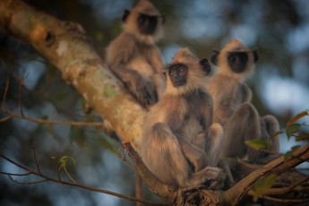 Anuradhapura: On the way to the holy city tens of monkeys cavort in the trees and watch the passers-by with interest.