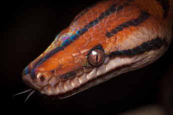 A rainbow boa that we discover at night on a tree a little outside our night camp.