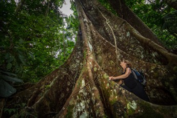Annette marvels at a giant West Indian cedar (Cedrella odorata)