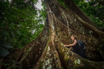 Annette bestaunt eine gigantische westindische Zeder (Cedrella odorata)