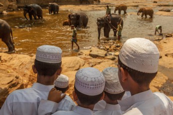 Muslimische Schüler beobachten jede Bewegung der Giganten im Elefanten-Waisenhaus in von Pinnawala.
