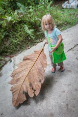 Borneo: Gigantisch scheint es hier öfters zu sein: Smilla mit einem Blatt, am Wegesrand aufgelesen.