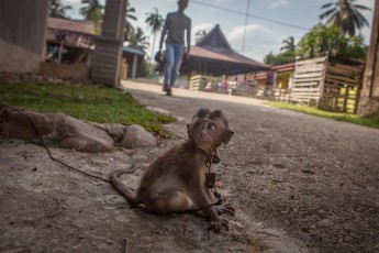 Dieser kleine Langschwanz-Makake ist das Spielzeug eines Jungen. Seine Mutter hat ihn von einem Bauern abgekauft, der ihn - wie er sagt - verlassen in einem Feld gefunden hat.

