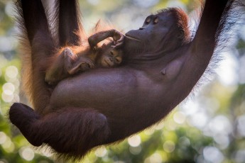 Eine Orang Utan Mutter mit Nachwuchs beim Schmusen in freier Wildbahn.

