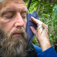 Immer wieder laufen wir während der Dschungelwanderungen durch Spinnennetze. Einige der Bewohner, so wie diese Goldene Seidenspinne (Trichonephila clavipes), nutzen das gerne als Mitfahrgelegenheit.