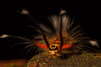 In Ermangelung eines Bestimmungsbuches taufen wir dieses wundersame Geschöpf, das wir im Regenwald Mulus treffen, 'Batman-Raupe'.
Später lernen wir, dass diese Raupe zur Unterfamilie Lasciocampidae gehört.
