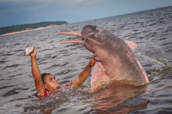 Amazonas-Flussdelfine sind streng geschützt, leben als Einzelgänger und dürfen nur in sehr begrenztem Umfang gefüttert werden.

