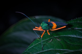 Nairi Awari: An unknown bug from the family of Heteroptera.