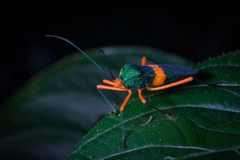 Nairi Awari: Ein unbekannte Wanze (Heteroptera).