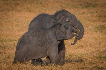 Manche Elefanten nehmen einen Weg von über 100 Kilometern auf sich, um hierher zu gelangen.
