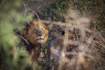 (Foto von Stephane Zemiro) Ein Blick, den wohl niemand von unserer Gruppe vergisst: Wir werden von einem wilden Löwen taxiert.

