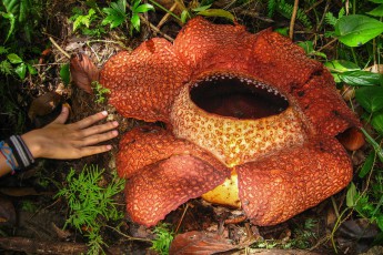 Wir haben Glück! Tief im Regenwald bei Mount Kinabalu zeigt man uns die größte Blume der Welt: Die Rafflesia. Sie wächst in Höhenlagen von 500 bis 700 Metern und blüht nur alle 12 bis 15 Monate für 4 bis 7 Tage und gilt als sehr selten.
