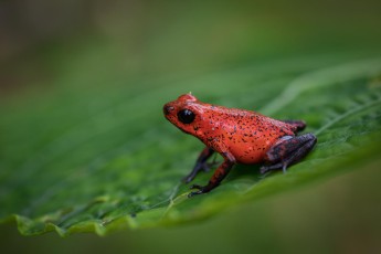 The strawberry poison-dart frog mainly feeds on ants. The ants' poison accumulates in the frog body and is released through his skin. In captivity without ant food the frog remains poison-free.