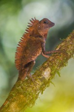 Eine männliche Winkelkopfagame im Regenwald Mulus.
