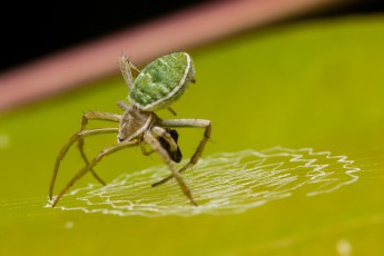 Pure natural fascination - in Borneo you don't have to spy around in the treetops with binoculars to spot exotic animals, the next tree does - and the children can go on a journey of discovery themselves. For example, we discover this tiny Argiope spider that uses the flexion of a leaf to spin its web.